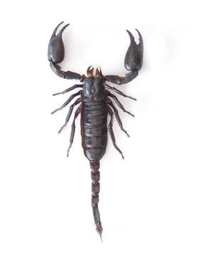 老挝异蝎 Heterometrus laoticus 未整姿原虫 A1/A-