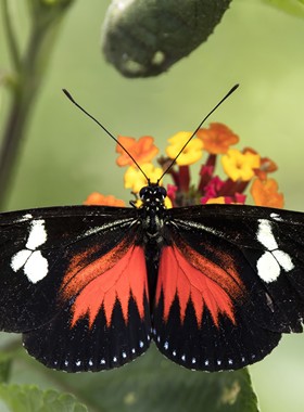 Heliconius Doris 海神袖蝶 B003 未展翅原蝶