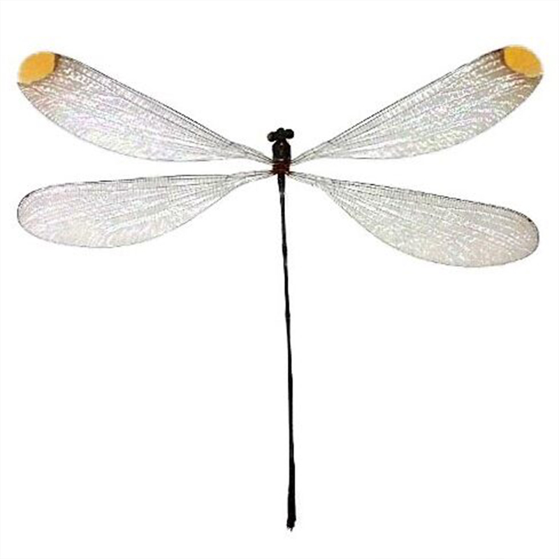 黄点直升机豆娘 Microstigma rotundatum Helicopter 未整姿原虫