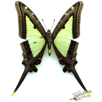 银阔凤蝶 Eurytides Leucaspis 未整姿原蝶进口真蝴蝶标本