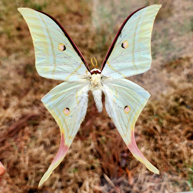 绿尾大蚕蛾ActiasseleneA1/A-