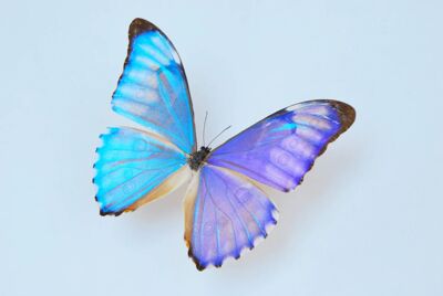 进口真蝴蝶标本未展翅原蝶A1/A-