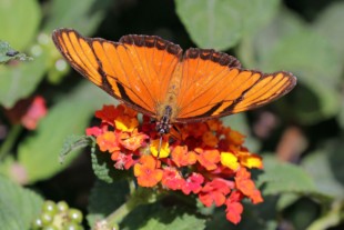 天后银纹袖蝶 Dione juno D023 未展翅原蝶