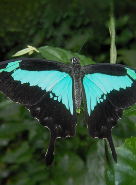 福翠凤蝶 进口真蝴蝶标本未展翅原蝶 Papilio phorcas congoanus