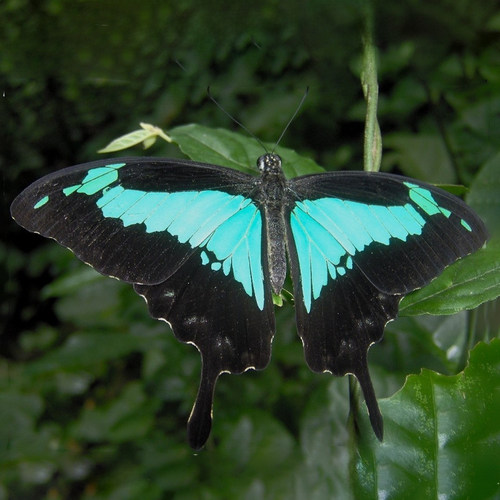 福翠凤蝶 进口真蝴蝶标本未展翅原蝶 Papilio phorcas congoanus