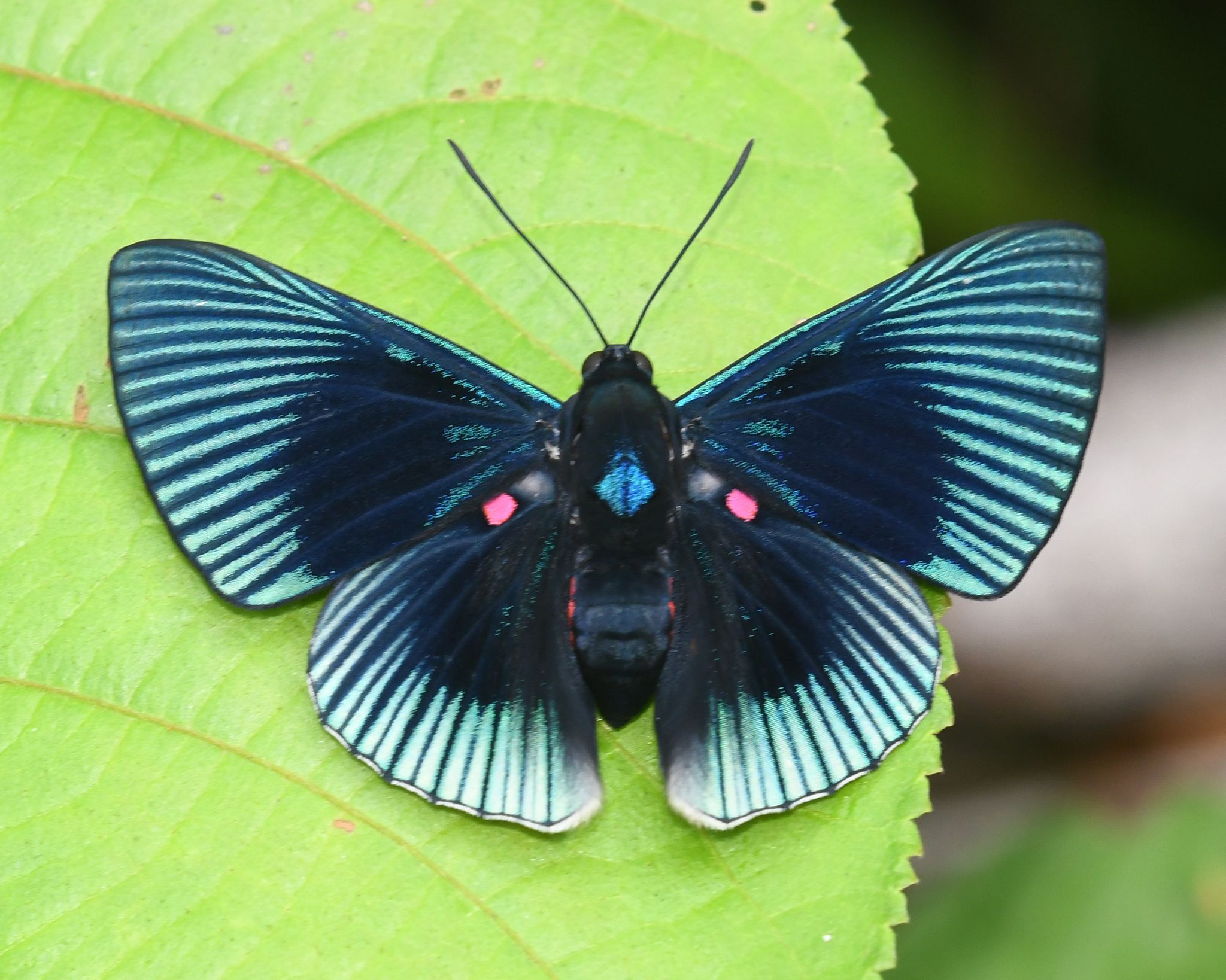 Lyropteryx apollonia 阿波罗琴蚬蝶 C028 未整姿原蝶