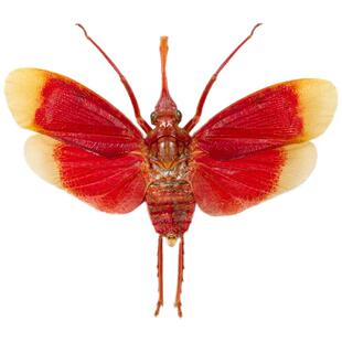 哈氏蜡蝉 Pyrops hamdjahi 进口真昆虫标本 未整姿原虫 A1/A-