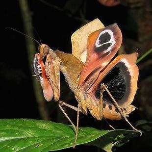 枯叶螳螂 Deroplatys desiccata D026 未整姿原虫昆虫标本