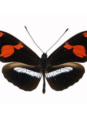 双红袖蝶Heliconius telesiphe telesiphe未展翅原蝶 三角包发出