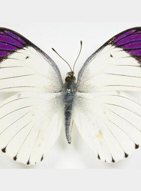 Colotis regina&ione 女皇柯粉蝶和紫袖柯粉蝶蝴蝶标本未展翅原蝶