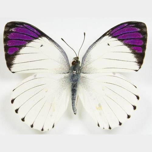 Colotis regina&ione 女皇柯粉蝶和紫袖柯粉蝶蝴蝶标本未展翅原蝶