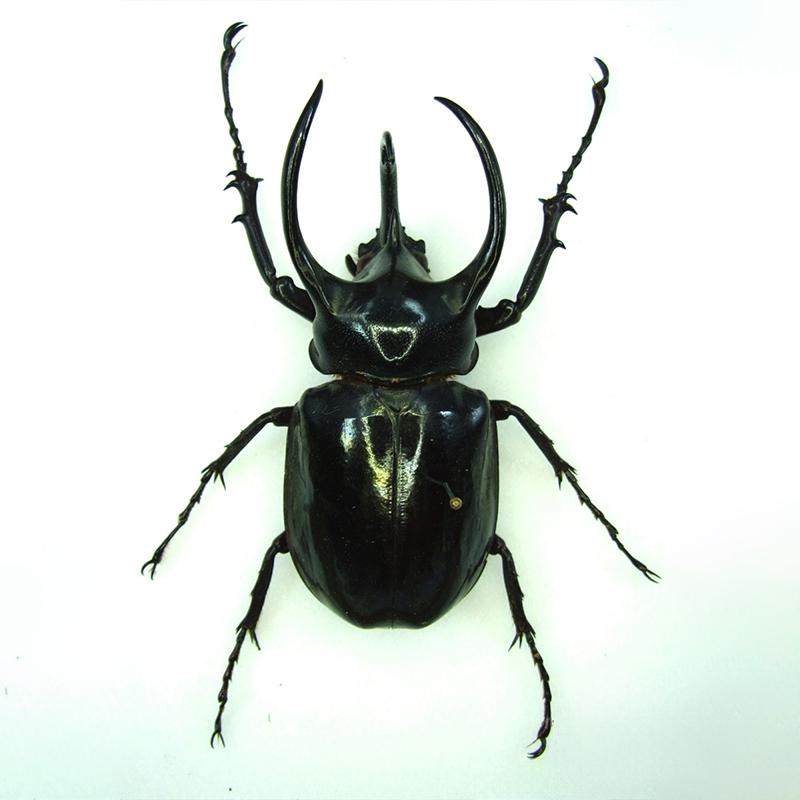 南洋大兜虫 Chalcosoma caucasus chiron 未整姿原虫 A1/A-