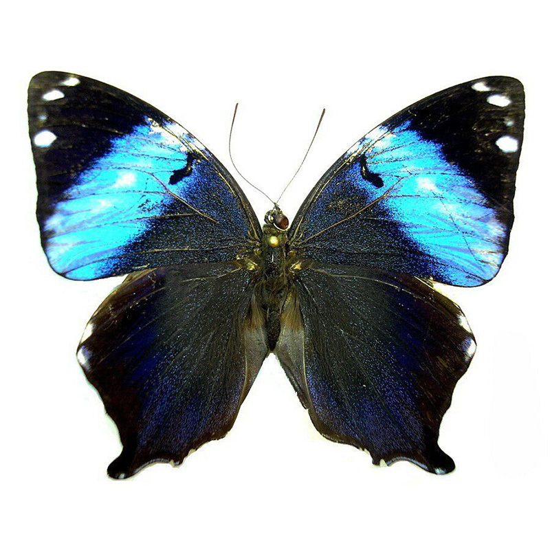 Prothoe franck uniformis 蓝璞蛱蝶  未展翅原蝶真标本A1/A-