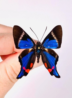 白条松蚬蝶 Rethus periander  进口真蝴蝶标本未展翅原蝶 A1/A-