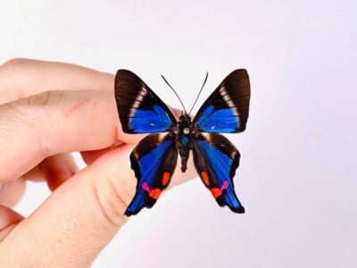 进口真蝴蝶标本未展翅原蝶