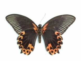 Papilio deiphobus deiphobus 苔美凤蝶  C006 D028  未展翅原蝶