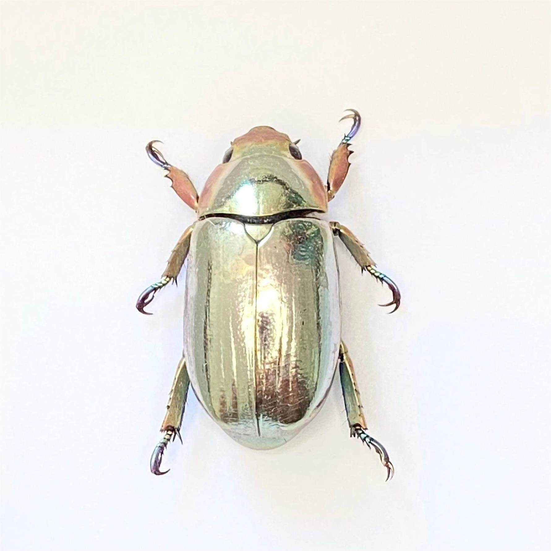 Plusiotis chrysargirea 金彩宝石金龟（银色）未整姿原虫 F003