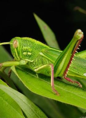 棉蝗 Chondracris rosea K008 未整姿原虫进口昆虫标本