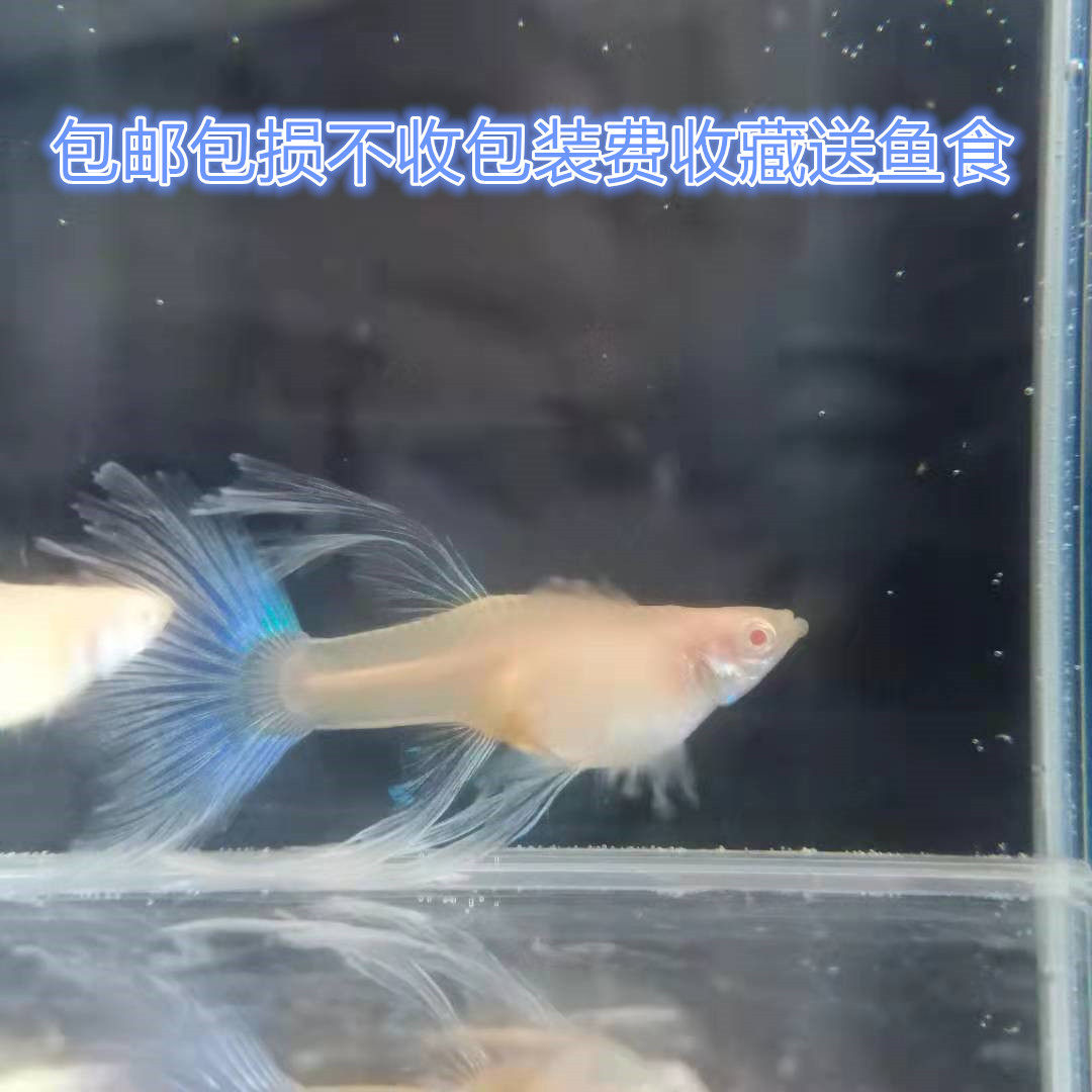 精品蓝白蝶翼缎带大c 孔雀鱼热带鱼凤尾鱼繁殖组下崽狂魔加热练手