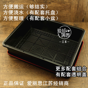 正品 5爱丽思育苗箱S5多肉叶插种植小苗播种托盘透明盖方便搬运