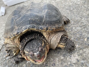 鲜活小鳄龟北美龟大乌龟食用鳄鱼龟大鳄龟肉龟