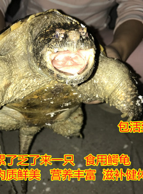 1斤-30斤北美杂佛小鳄龟肉龟宠物食用鳄龟乌龟活体水龟鳄龟大鳄龟