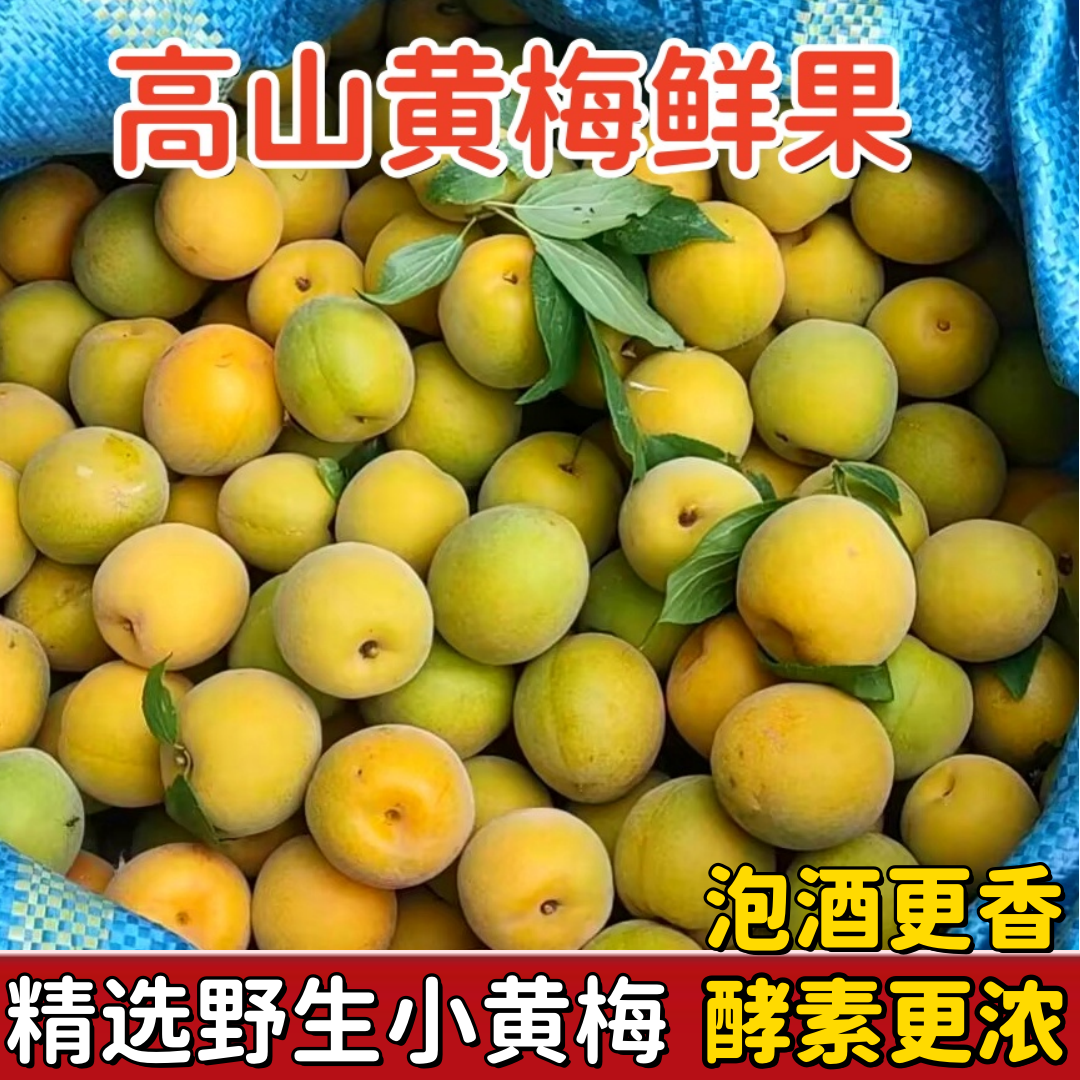 云南高山黄梅鲜果5斤新鲜酸梅子完熟青梅泡酒梅子露现摘野生黄梅