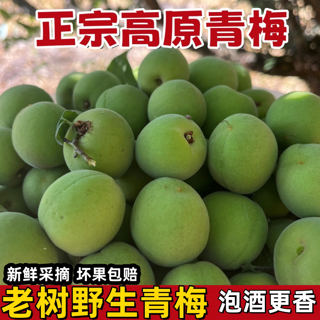 2026年诏安青梅鲜果5斤高山青梅果新鲜野生云南酸梅子泡酒专用梅
