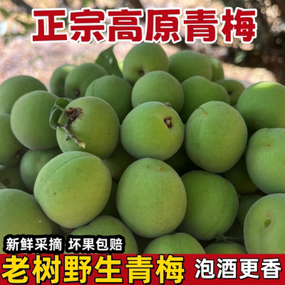 热销！正宗高山青梅新鲜5斤