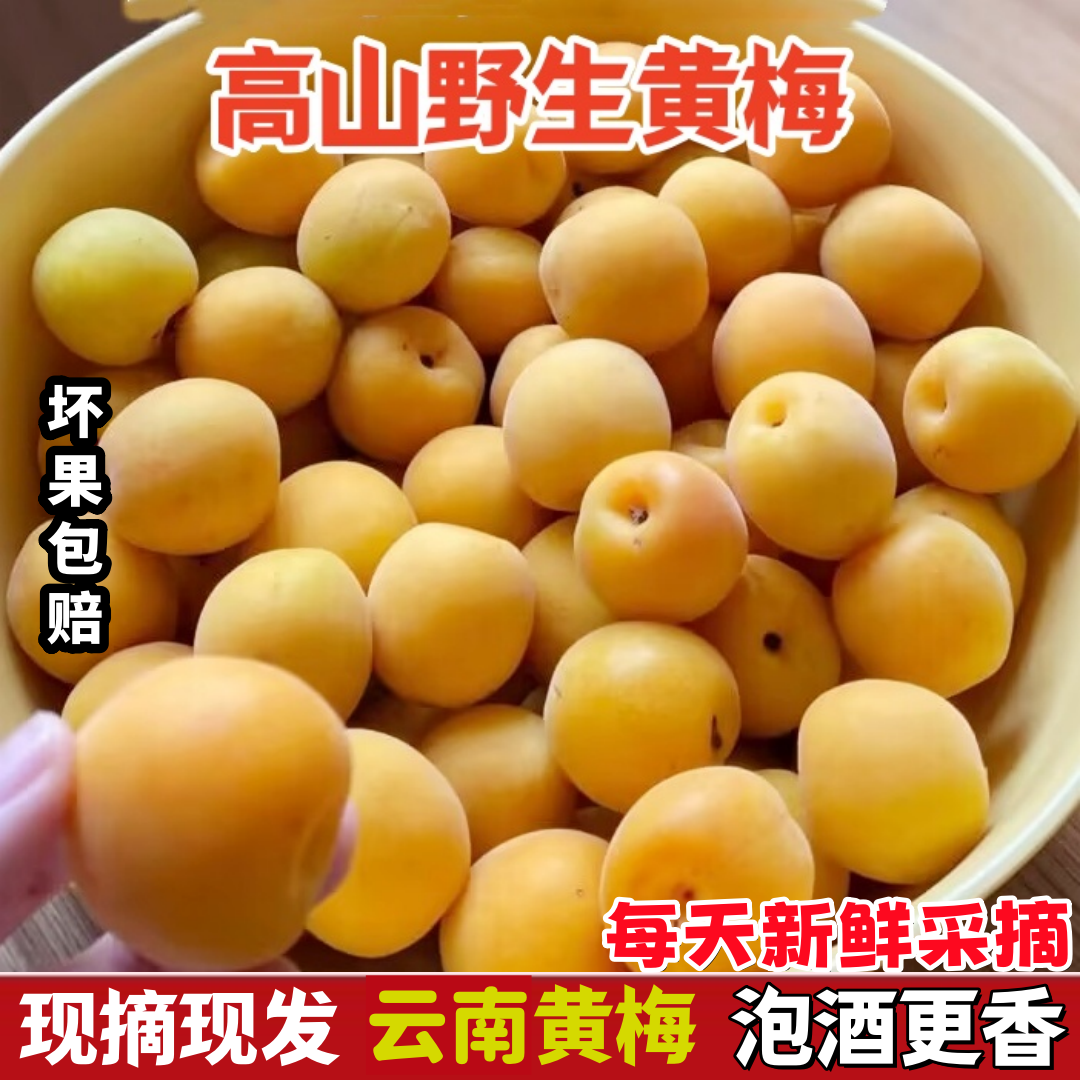 黄梅鲜果 云南高山黄梅5斤新鲜现摘泡酒专用酸梅子精选野生黄梅果