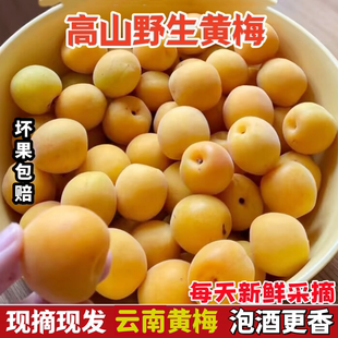 黄梅鲜果 云南高山黄梅5斤新鲜现摘泡酒专用酸梅子精选野生黄梅果