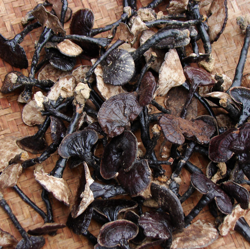 野生灵芝整枝灵芝 一斤 紫灵芝中小个灵芝