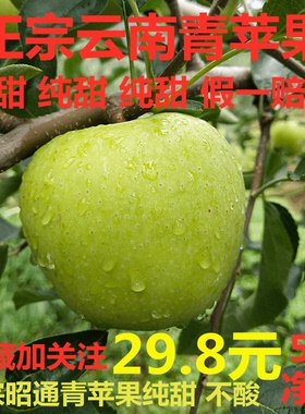 现摘云南昭通正宗小青香蕉青苹果水果5斤新鲜装当季整箱包邮脆甜