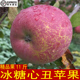 云南昭通冰糖心丑苹果水果甜脆纯天然太阳晒斑现摘 发11斤装