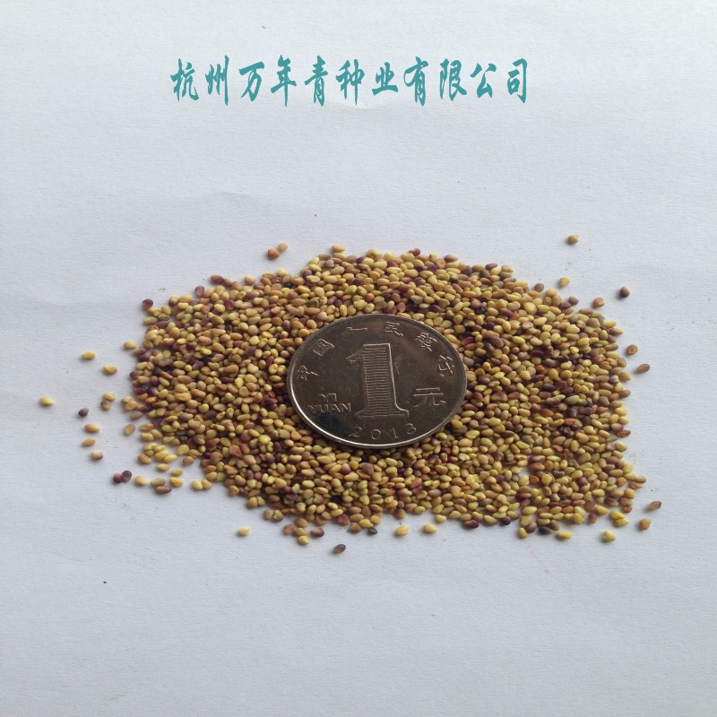 新采收优质种子红花三叶草种子白花三叶种子工地庭院绿化包邮AA