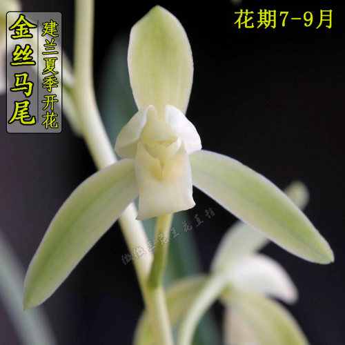 建兰浓香型夏季花卉绿植盆栽包邮