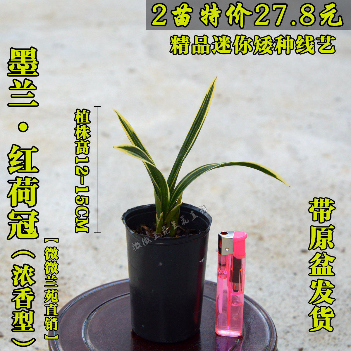 矮种盆栽植物兰花苗包邮