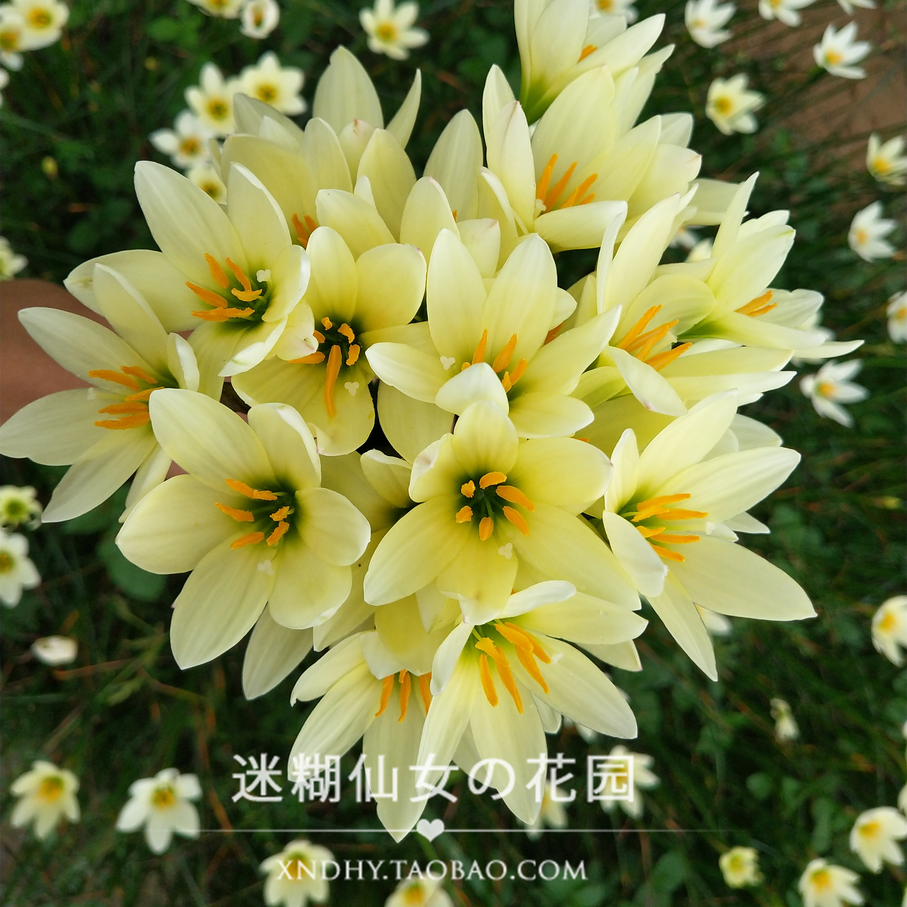 【25球清仓价】风雨兰种球根植物Zephyranthes 'Ajax' 乳黄葱兰