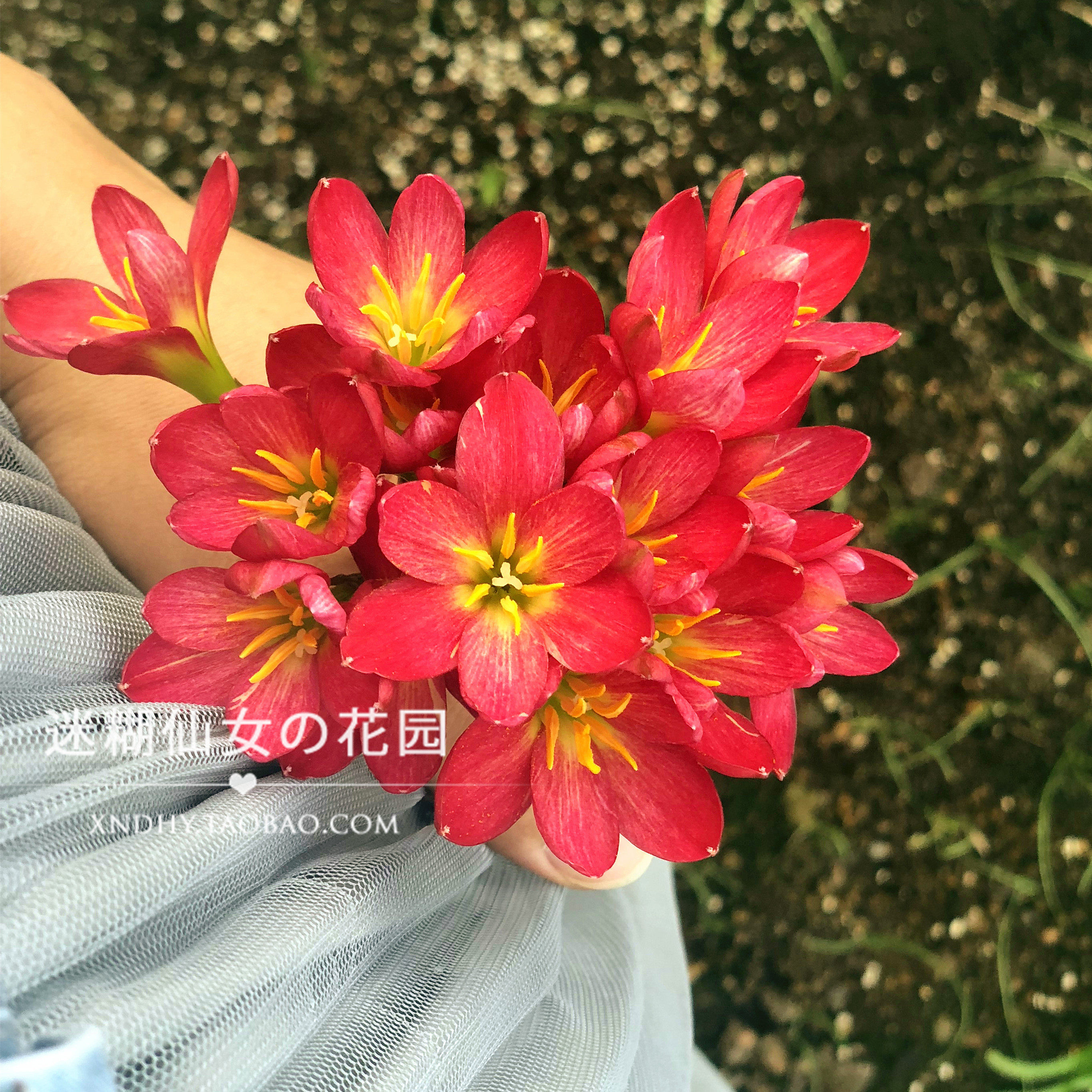风雨兰z.katherinae jacala red 红葱原生品种耐寒花