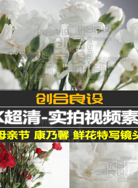 4K超清母亲节白色底康乃馨花卉鲜花摄影特写镜头PR短视频剪辑素材