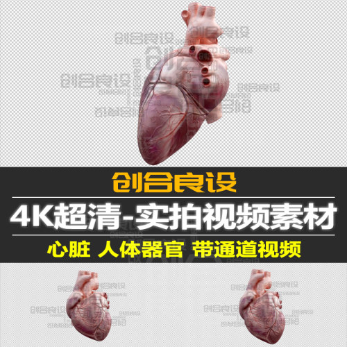 4K带通道3D三维逼真可循环医学人体器官心脏跳动旋转视频剪辑素材