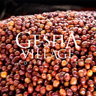 手冲咖啡豆 010 227g 埃塞俄比亚瑰夏村绿标日晒Lot FISHER啡舍