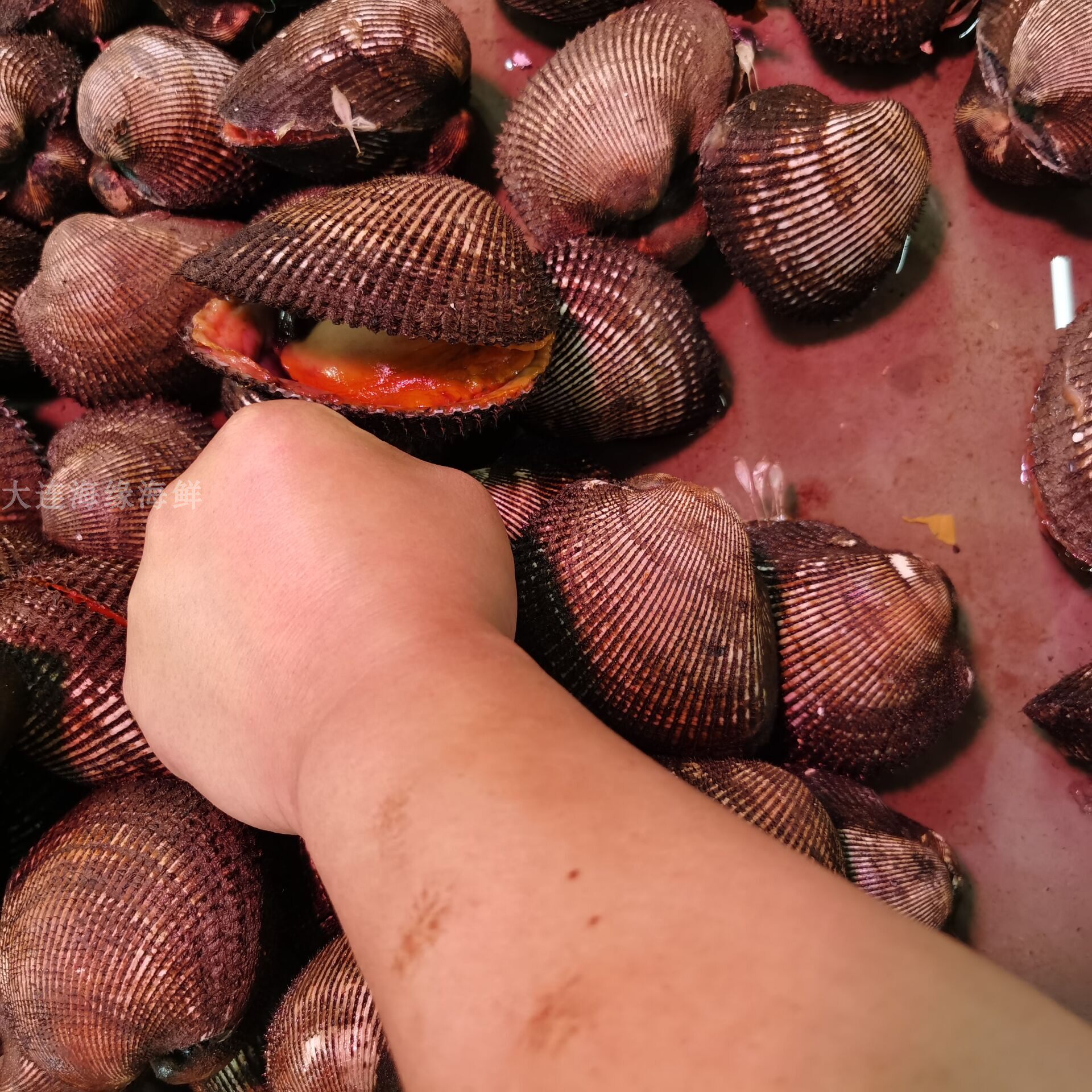 鲜活大毛蚶魁蚶500g 新鲜血蚶赤贝毛蚬新鲜毛蛤大连活海鲜水产