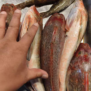 大连海捕新鲜红头鱼500g小海鱼杂拌鱼 红鞋鱼红蟹鱼红娘子鱼海鲜