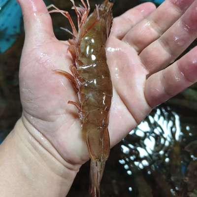 鲜活大虾肉质紧实弹嫩火锅油焖