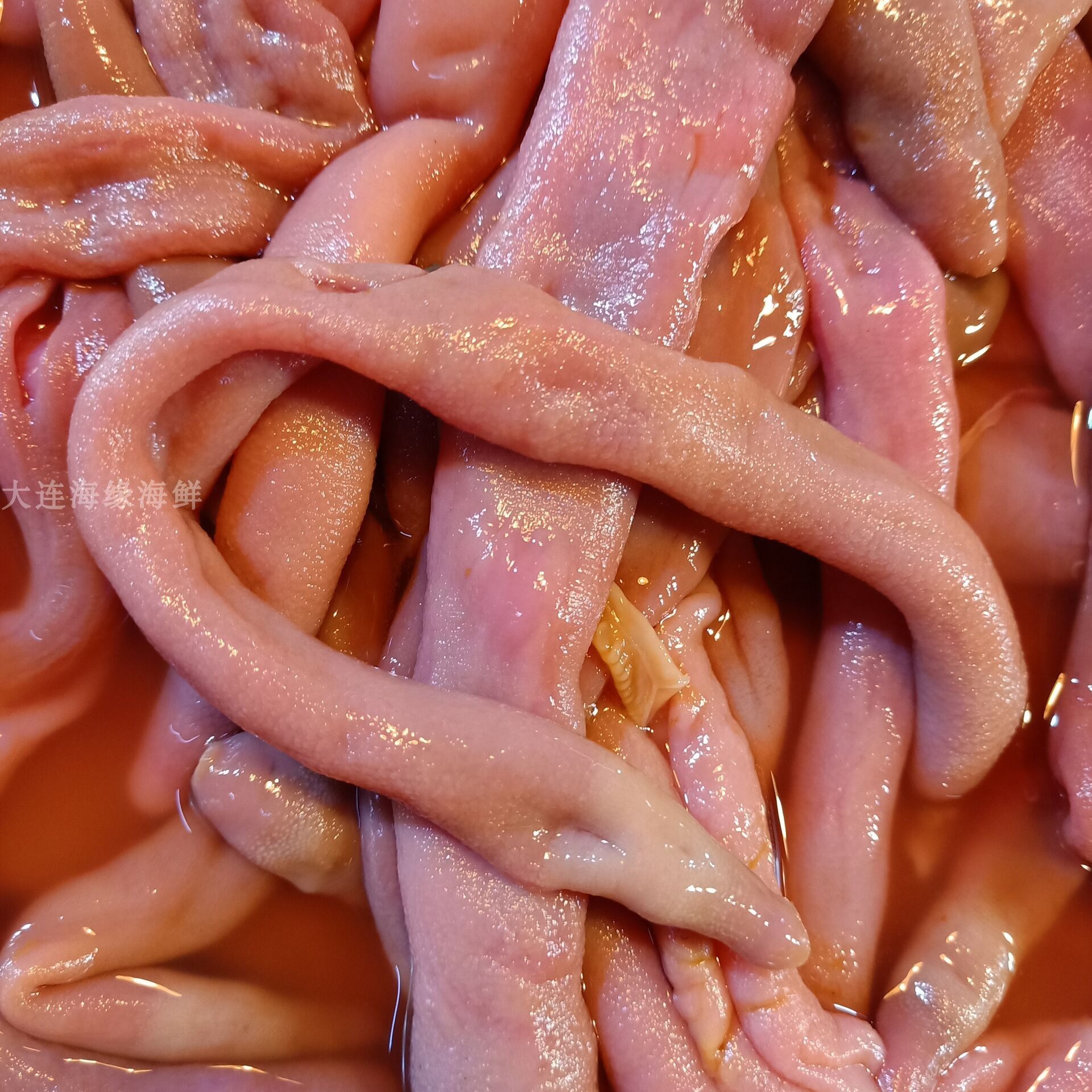 海边现杀鲜活海肠皮500g 去内脏净大海肠皮 韭菜海肠饺子涮锅豆捞