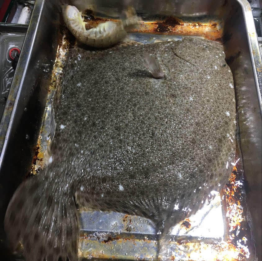 新鲜活多宝鱼 大比目鱼 一条拍2斤 非冰鲜 鲜美 肉厚 刺少美食