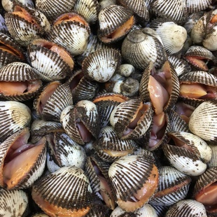 大连海鲜鲜活小毛蚶毛蛤蜊毛蚬子500g新鲜小血蚶泥蚶饭店用小海鲜