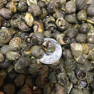 大连海鲜大香波螺香波罗500g新鲜芝麻螺晒不死海螺鲜活海螺丝盘螺