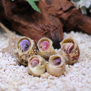 萌宠陆生寄居蟹活体～好养易活 桌面萌宠 淡水观赏蟹螃蟹儿童礼物